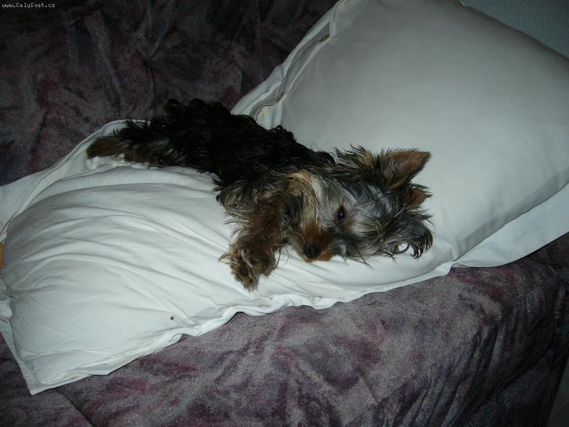 Foto: MOnty z D���na-V Chorvatsku - �nava z pl�e