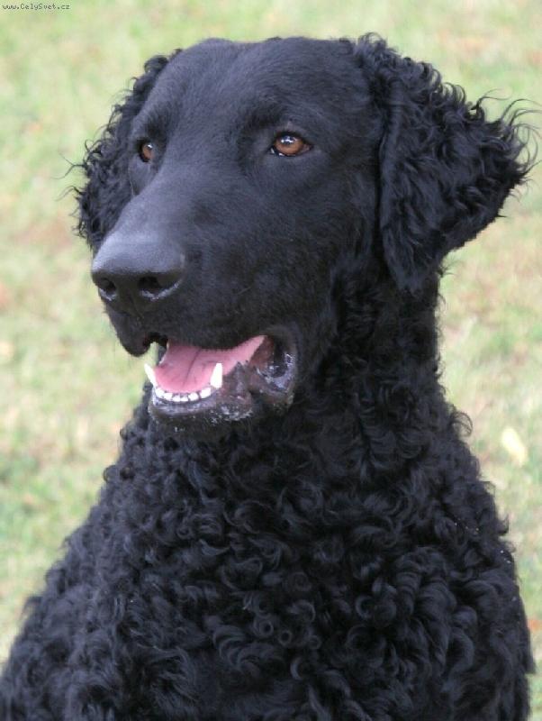 Foto: Atom�no Alby from Hofion-Intercanis Brno 2008, V1,CAC,CACIB,BOB