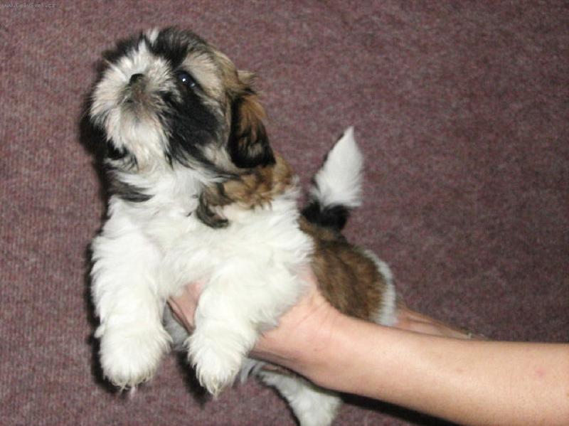 Foto: mimi Chantallka-Na�e mal� Chantallka (Fiesta Moravia Cl�r)