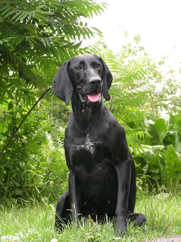 Foto: Ambra z Dasnick� kotliny