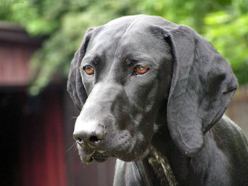 Foto: Ambra z Dasnick� kotliny