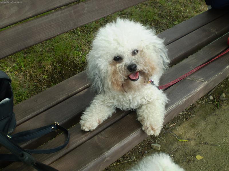 Foto: Odpo�inek na lavi�ce-Po dlouh� t��e kone�n� sed�m a odpo��v�m, ale bylo to prima!