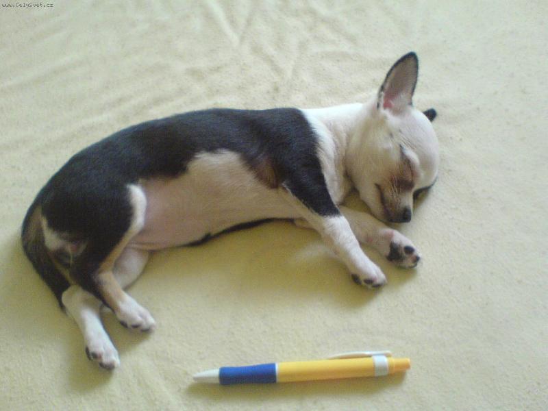 Foto: Jsem v�t�� ne� tu�ka...-na�e �ivavka �zi