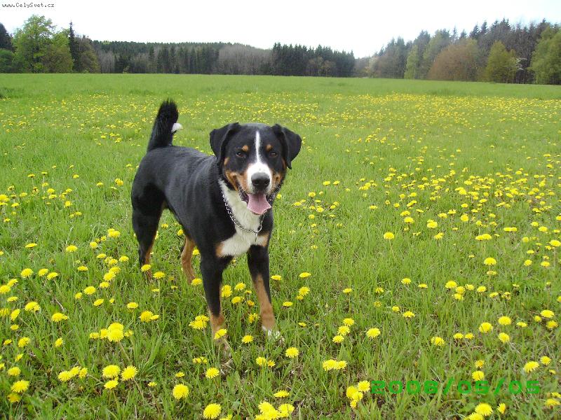 Foto: Angelo Novaboon Paradise- jako v Alp�ch-Angelo Novaboon Paradise- jako v Alp�ch