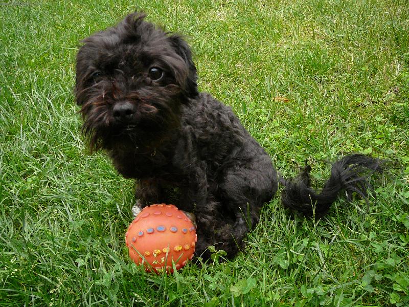 Foto: Benjinek-po ost��h�n� na travi�ce