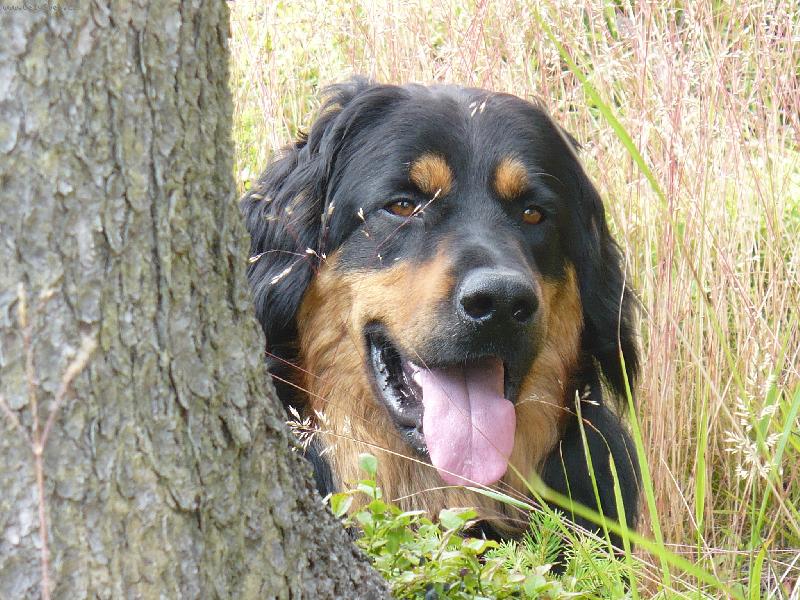 Foto: Odpo�inek v tr�v�-Alex Ze St��brn�ch kask�d