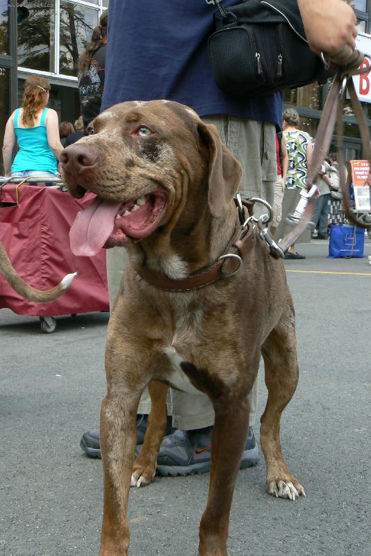 Foto: v�stava ps� na brn�nsk�m v�stavi�ti 29.6. 2008