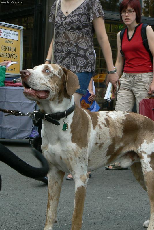 Foto: v�stava ps� na brn�nsk�m v�stavi�ti 29.6. 2008