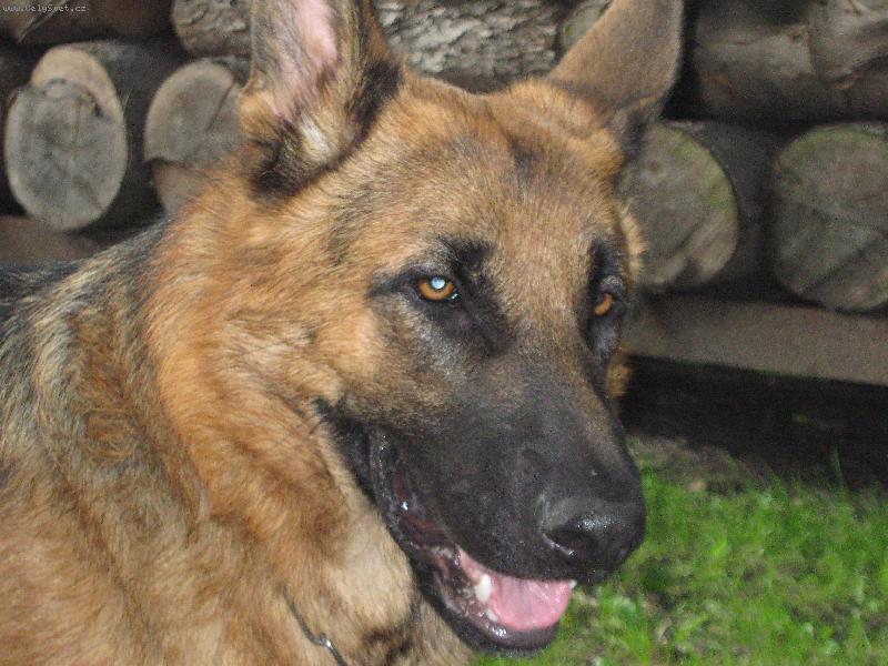 Foto: portr�t-n�meck� ov��k