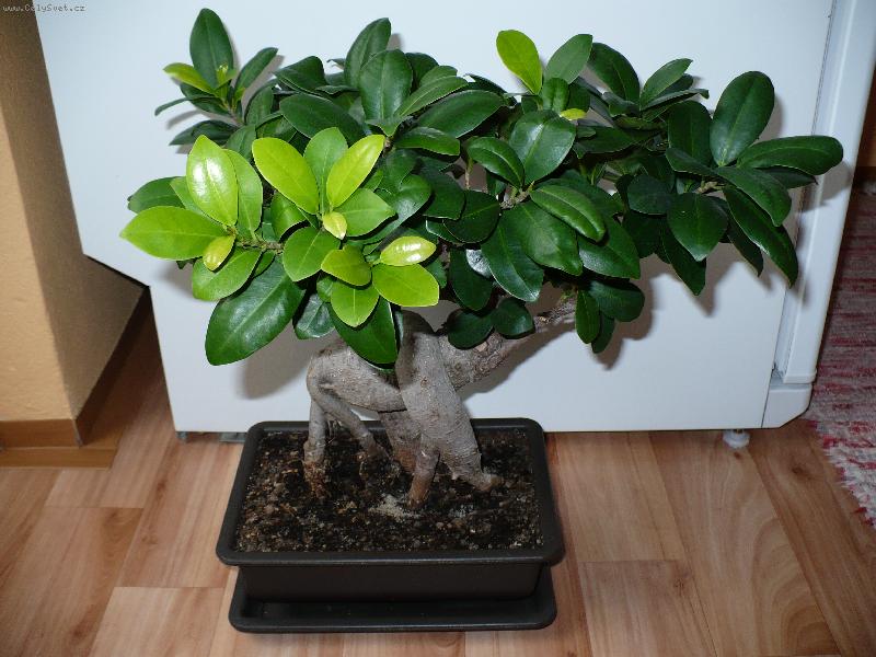 Foto: f�kus retusa 2