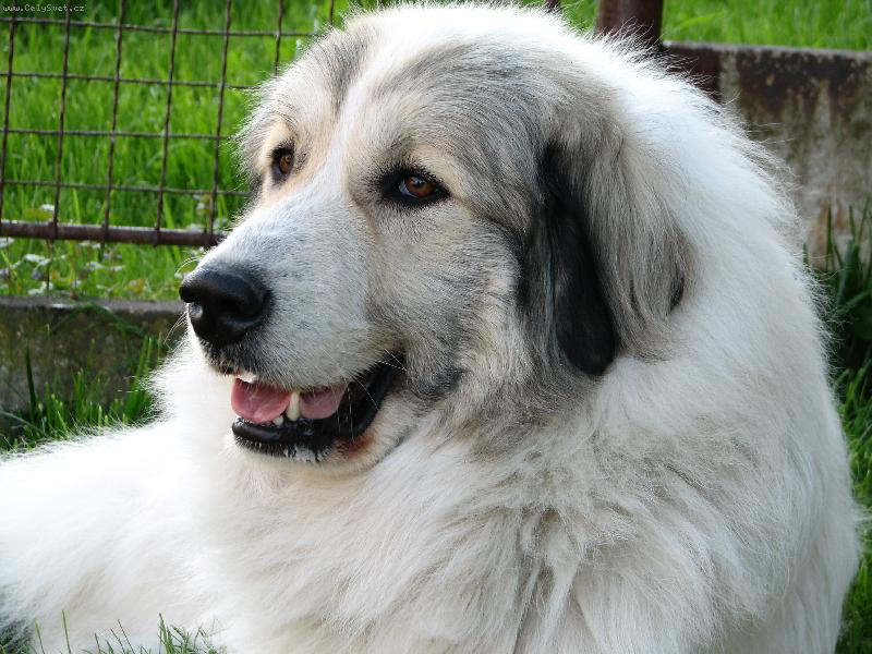 Foto: PHP-Charlize Dogmania