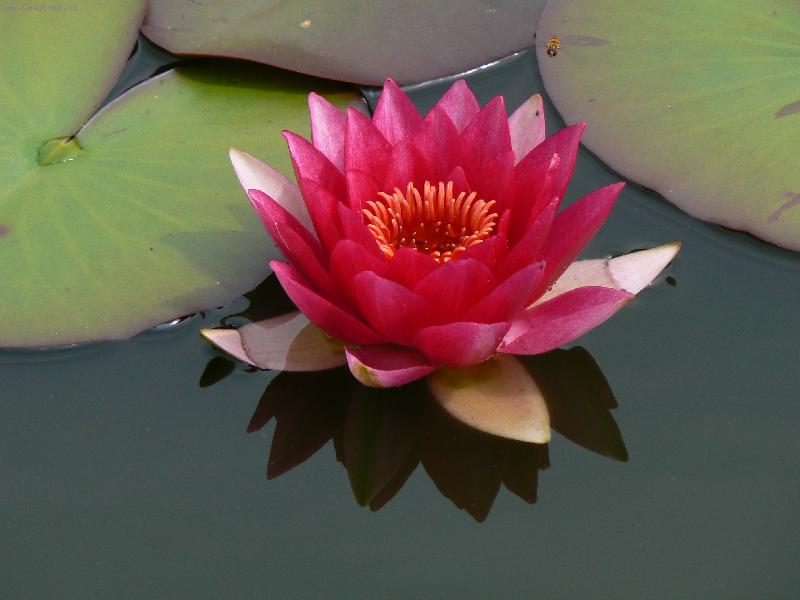 Foto: lekn�n a hmyz