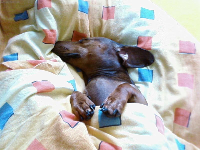 Foto: Robbie�ek-spink�m