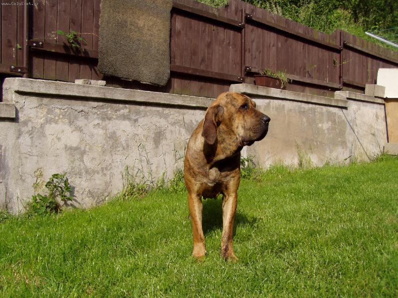 Foto: Tina Maloca dos Filas Paiaguas-import Braz�lie