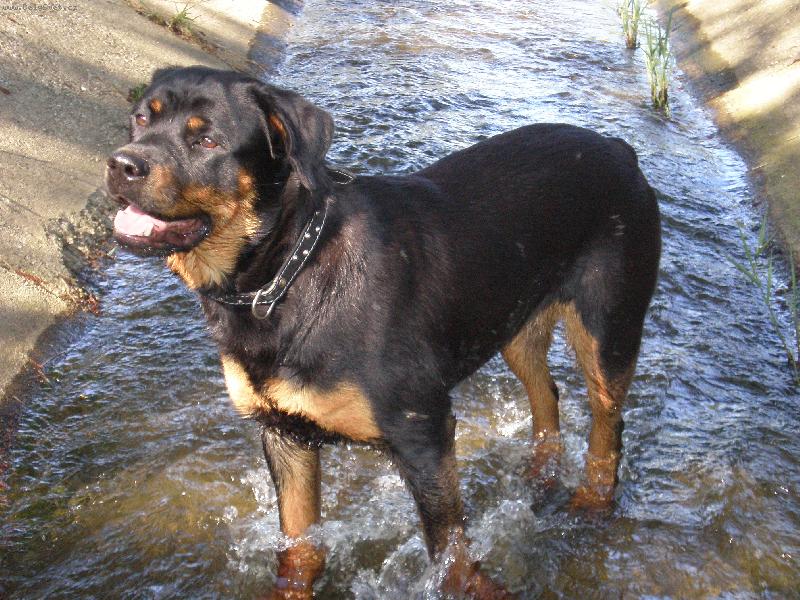 Foto: Iris - jeden�ctim�s��n� rtw-rtw miluj� vodu