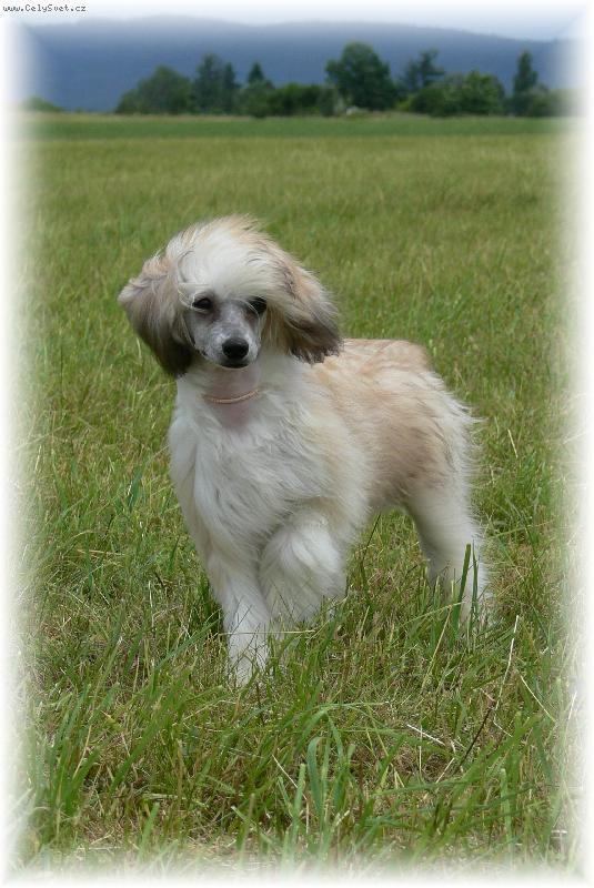 Foto: Zira �i�iko-zlat�