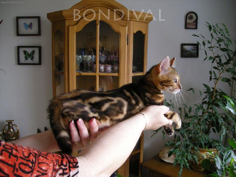 Foto: Beng�lska mramorovan� ko�i�ka-foto do inzerce k prodeji 2