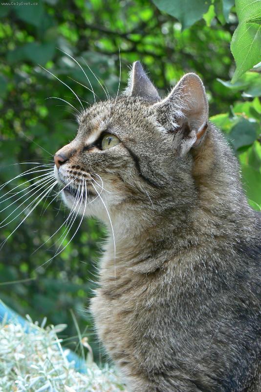 Foto: Tetina ���a Mikyna-na zahrad�