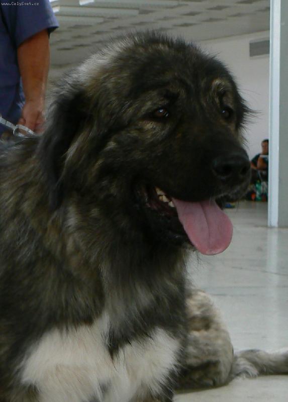 Foto: v�stava Brno 2008