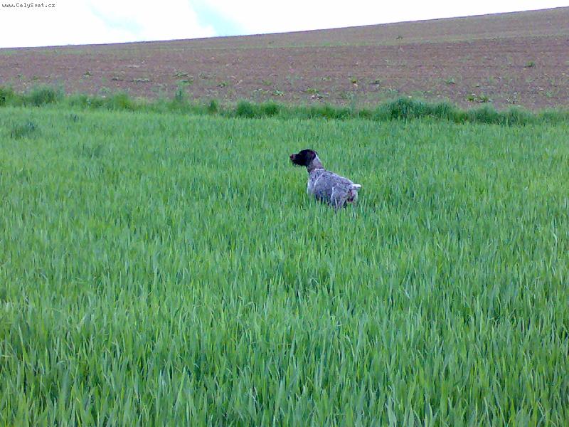 Foto: Cak z Chladn� str�n�-Vystavov�n� ba�anta