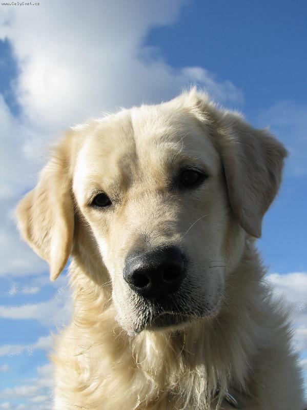Foto: Golden retriever Britt-Britte�ek