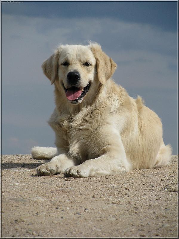 Foto: Golden retriever Britt - kope�ek-Britte�ek