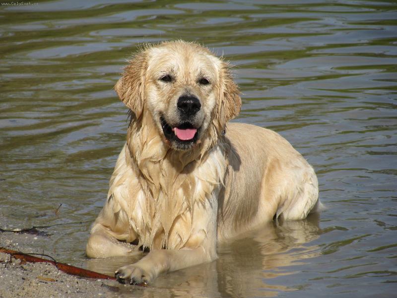 Foto: Golden retriever Britt - voda-Britte�ek