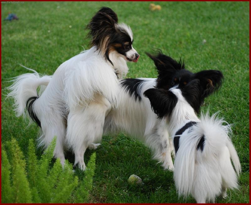 Foto: Papillonv akci