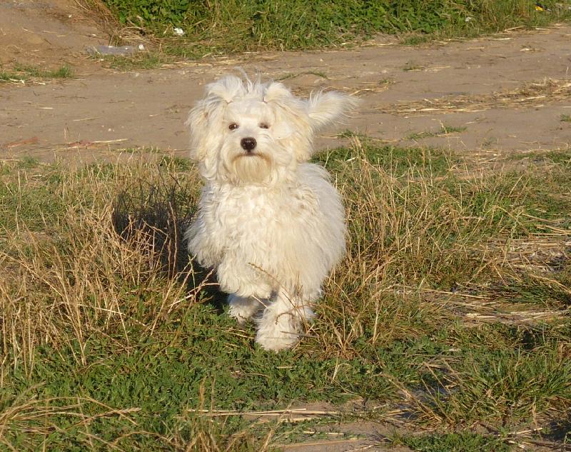 Foto: Artaban Cordata-Art�k ve st�ehu