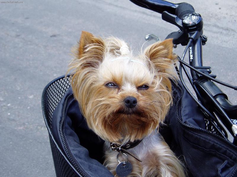 Foto: jezd�me na kole-Ad�lka ciklistka