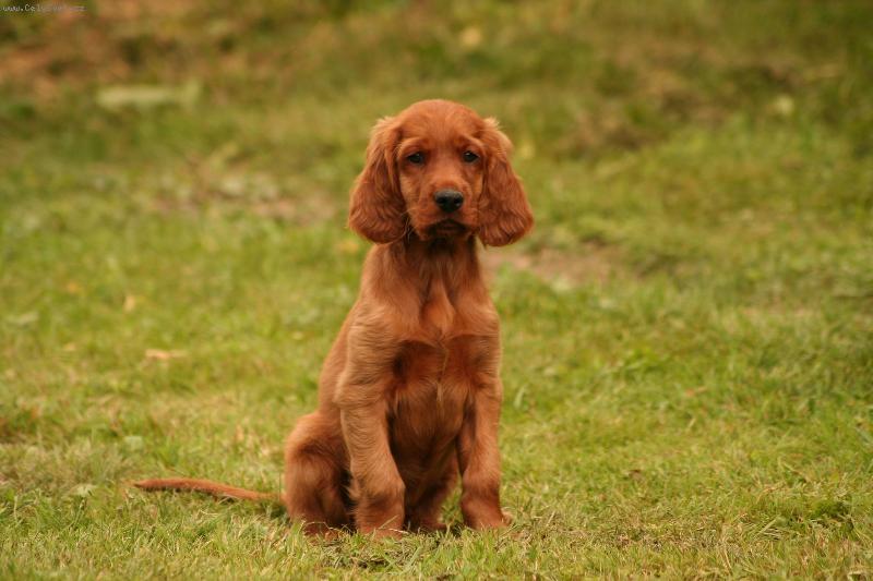 Foto: FOX-n� and�lek