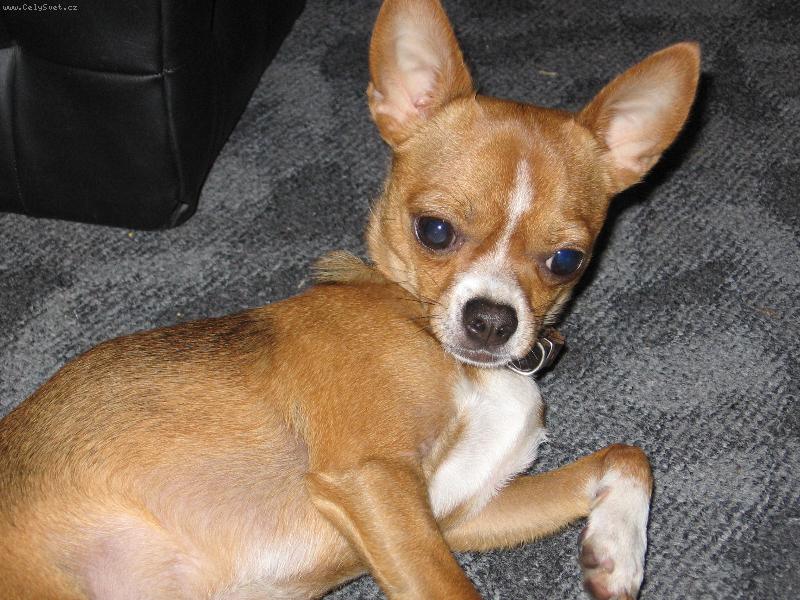 Foto: Tak tohle je n� Roki�ek-2 let� pejsek kr�tkosrst� �ivavy