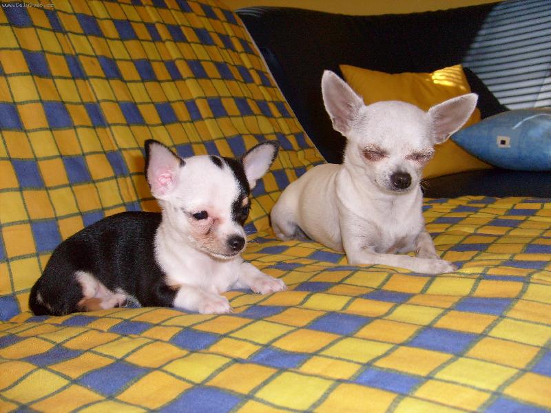 Foto: Odpo��v�m s k�mo�kou...-Na�e dv� sle�ny �ivavky