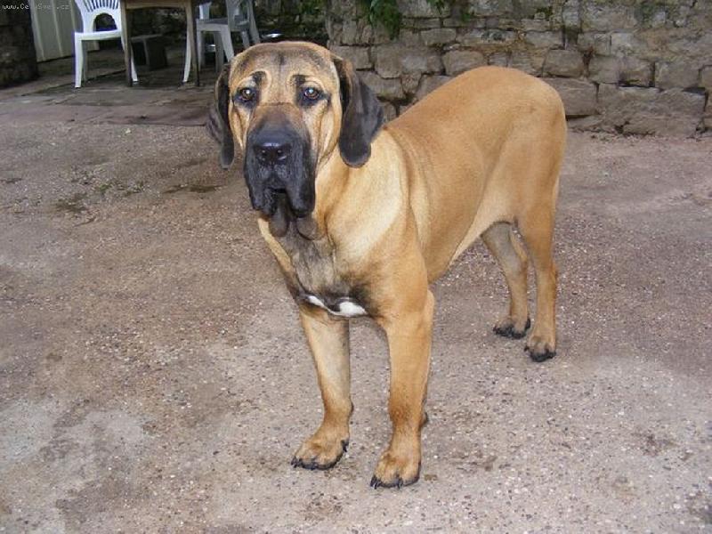 Foto: Hathor-nas import z Jizni ameriky