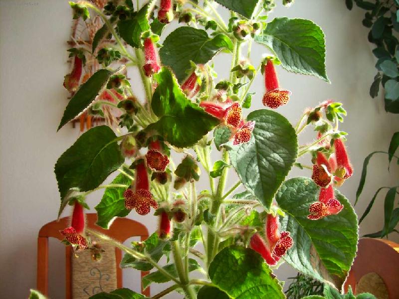 Foto: Kohleria-Kokleria pln� kvetouc�