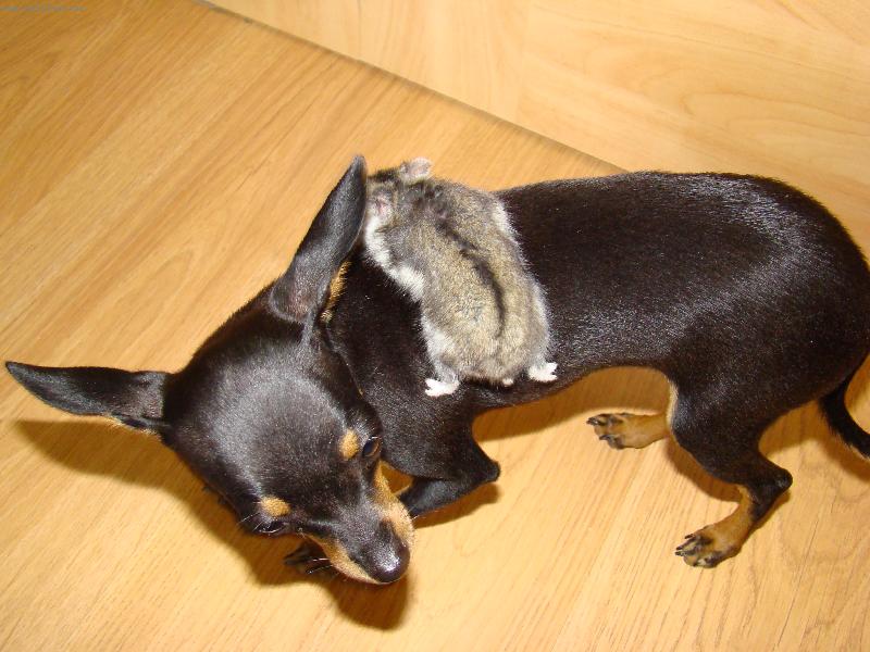 Foto: zoznamka-najprv �tekala ,potom sa jej vozil na chrb�te