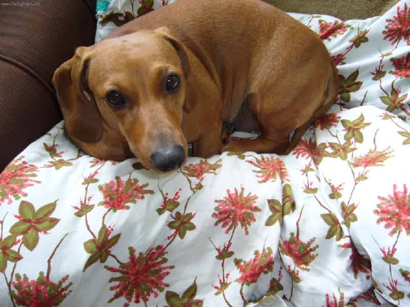 Foto: JEZEV��K HLADKOSRST�-BAR�A NA ODPO�INKU