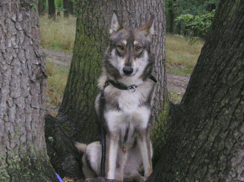 Foto: Charon od katova m�stku-Charon od katova m�stku