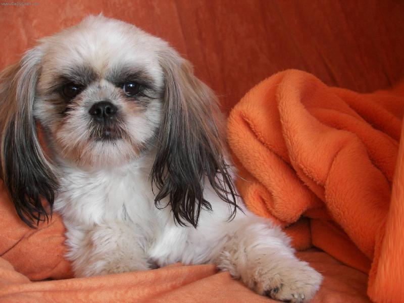 Foto: JESSI foto1-jessi ostrihana