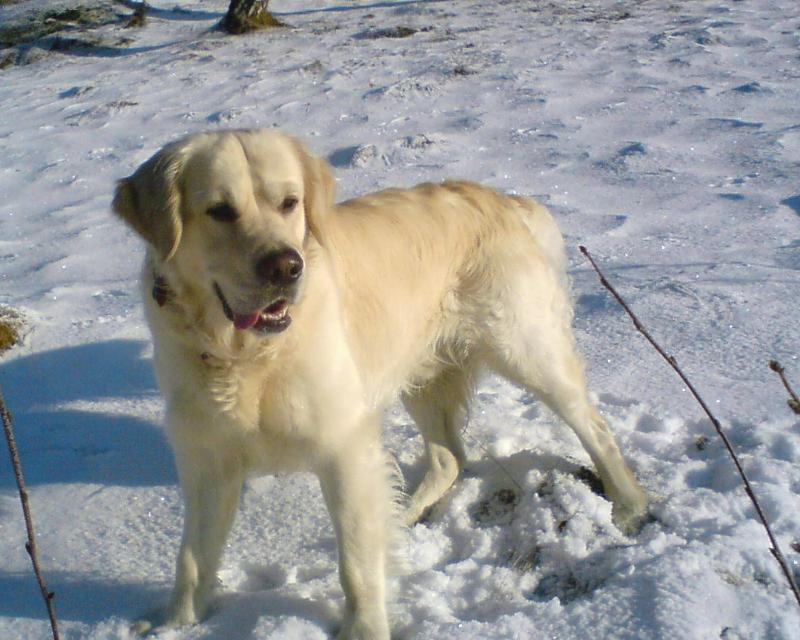 Foto: Bed��ek-zimn� p��rodou