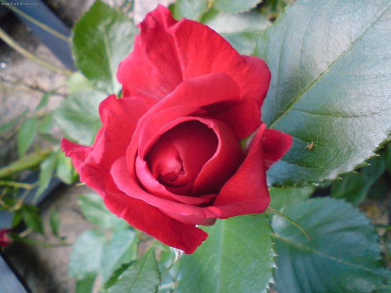 Foto: pop�nav� r��e-pr�v� rozkvetla