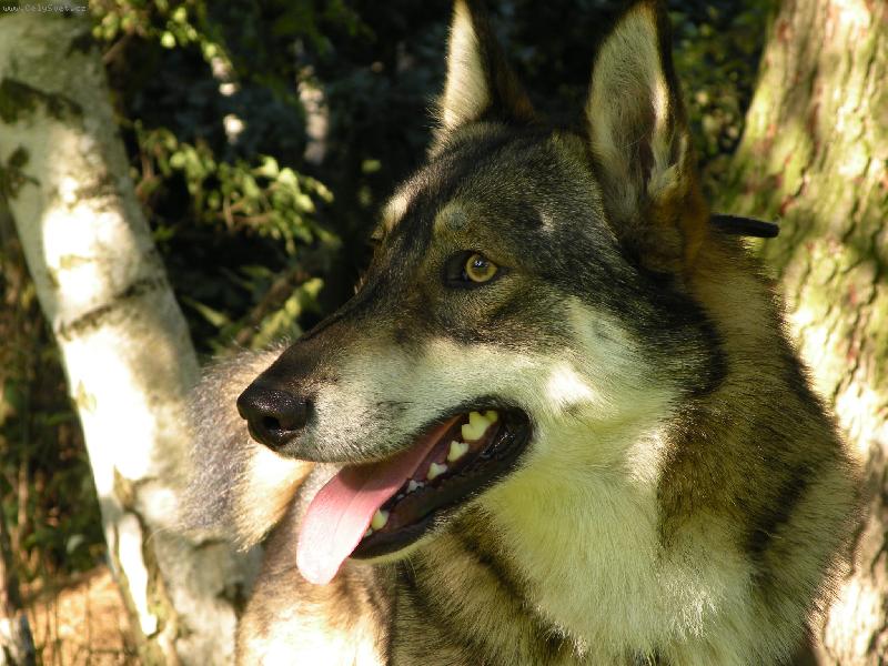 Foto: Charon od katova m�stku-Charon od katova m�stku