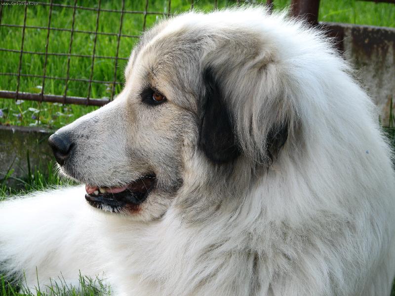 Foto: Pyrenejsk� horsk� pes-Fena Charlize Dogmania