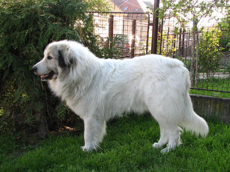 Foto: Pyrenejsk� horsk� pes-Fena Charlize Dogmania