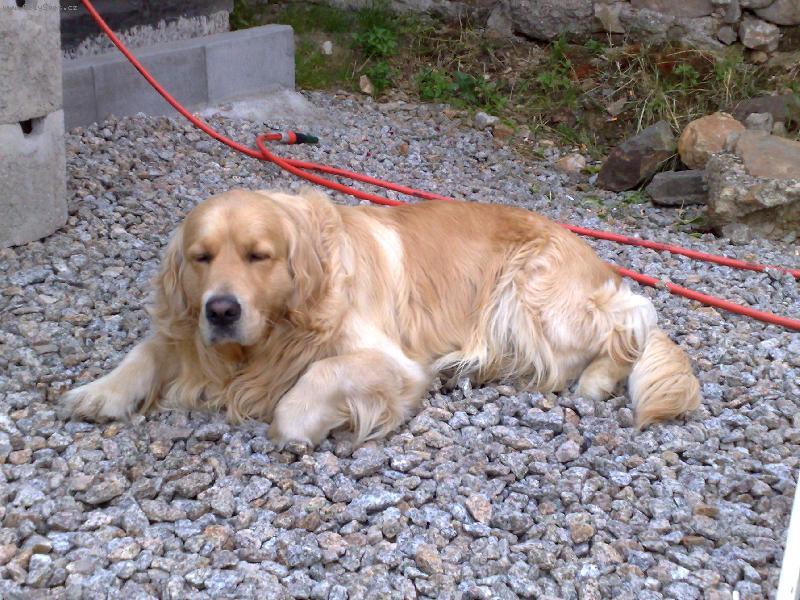 Foto: n� mil���k rodiny-Benji odpo��v�