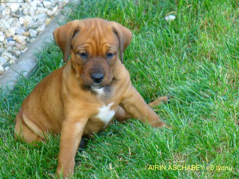 Foto: Airin Aschabey-Airin Aschabey - 6 t�dn�