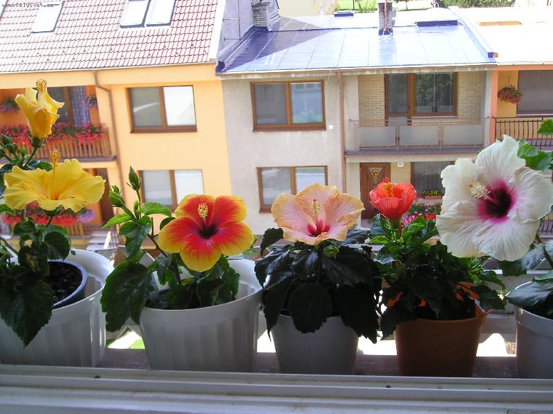 Foto: ibi�ky-ibi�ky