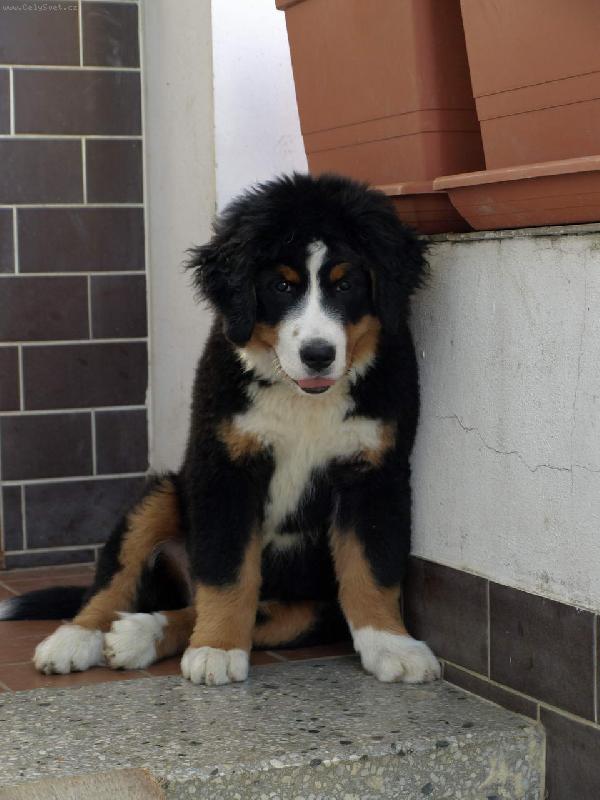 Foto: tak tady hlidam ja-Gwenda 3 m�s�ce