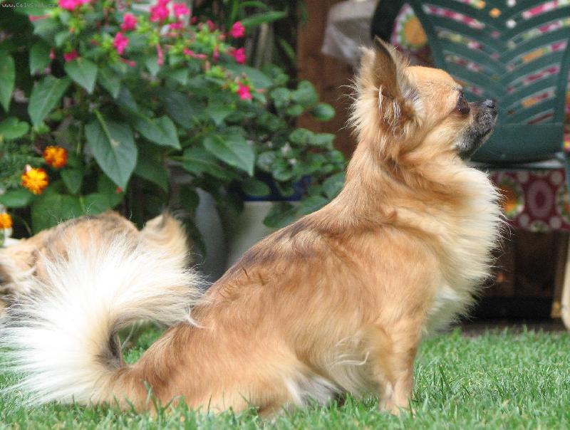 Foto:  ICH Alva z T�eba�sk�ho �dol�-foto z profilu