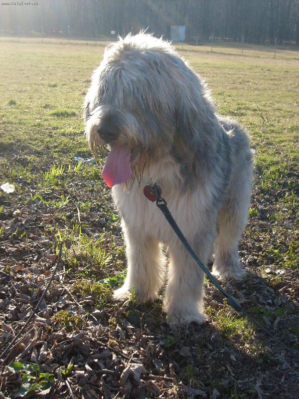Foto: corano-tohle je ten pes do dobrych rukou